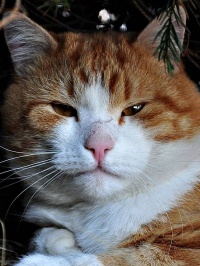 20161110-Nemo