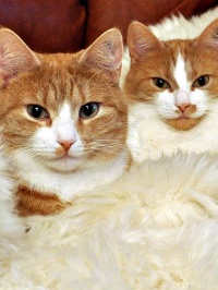 Ronny Och Ragge