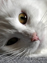 20191018-Terrest-Fel-Katten-800X800