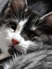 20191018-Terrest-Fel-Katten-Hubert-800X800