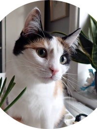20210302-Terrest-Antennjobb-Kitty-4