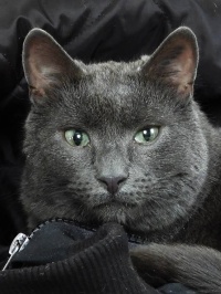 20230204-Micio-800X800-Pixlar